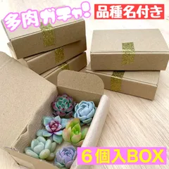 🔴多肉ガチャ【品種名付き】6個入BOX 1箱
