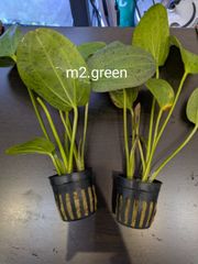 エキノドルス　パウルクロッカー　1POT