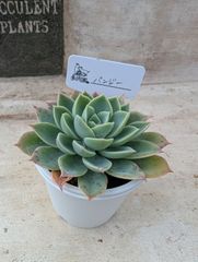 レア！ レッドタン 抜き苗 多肉植物 エケベリア 紅葉美 - メルカリ