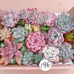 196 多肉植物寄せ植えセット