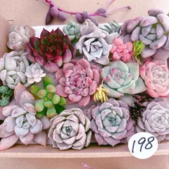 198 多肉植物寄せ植えセット