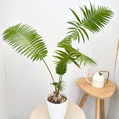 【冬支度セール】サイカス・デバオエンシス / ソテツ 希少 レア 入手困難 冬支度セール】サイカス・デバオエンシス / ソテツ 希少 レア 入手困難