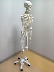 2026年最新】3b scientificの人気アイテム - メルカリ