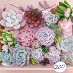 200 多肉植物寄せ植えセット
