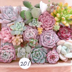 201 多肉植物寄せ植えセット