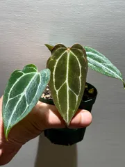 【セール】アンスリウム　ペンデュリフォリウム　No.001　鉢、送料込メルカリ便 アンスリウム ペンデュリフォリウム No.001 鉢、送料込 メルカリ便