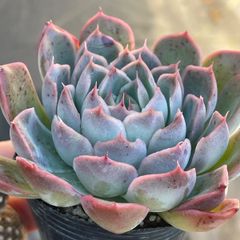 多肉植物 久米の舞♡抜き苗(^○^) 多肉植物 久米の舞♡抜き苗(^○^)