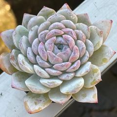 多肉植物 久米の舞♡抜き苗(^○^) 多肉植物 久米の舞♡抜き苗(^○^) 【公式通販】