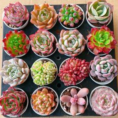 Z100×16株 土鉢付き 16種類セット 大人気 詰め合わせ 韓国苗 多肉植物