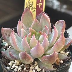 メイ様 リクエスト 2点 まとめ商品　速達　32.おらいさん　青鬼　赤鬼　札付き 2026年最新】おらいさん苗 青鬼の人気アイテム - メルカリ