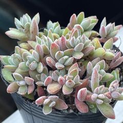 多肉植物♡白菊の舞❤︎抜き苗(根付き) - メルカリ