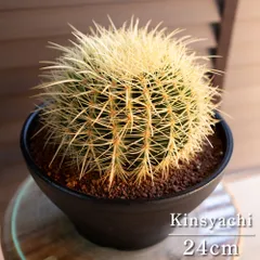 2026年最新】種 金鯱の人気アイテム - メルカリ