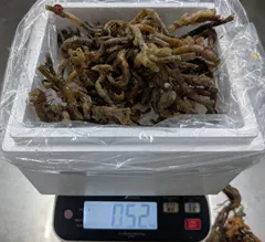 낚시 미끼 액티비티 “조개 포함 (껍질:튜브) 에라코” 약 500g