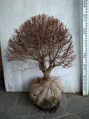 ドウダンツツジ　白/902 ドウダンツツジ 白/902 楽天市場】白ドウダンツツジ 【玉仕立て】 根