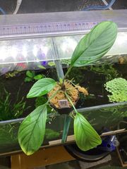 【逸品】食虫植物 サラセニア・イッセイ 一正園 充実株 逸品】食虫植物 サラセニア・イッセイ 一正園 充実株 - メルカリ