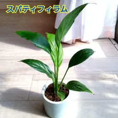 2026年最新】スパティフィラムの人気アイテム - メルカリ