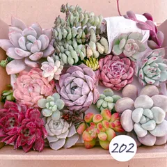 202 多肉植物寄せ植えセット