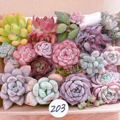 203 多肉植物寄せ植えセット