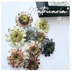 2026年最新】マトリカリア ドライフラワーの人気アイテム - メルカリ