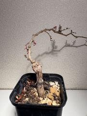 長谷川亀甲竜 4寸 キーホルダー付属 - メルカリ