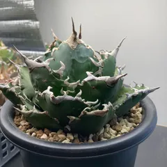 2026年最新】アガベ 白鯨 大株の人気アイテム - メルカリ