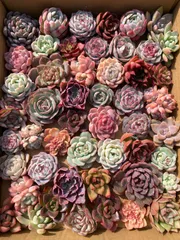 現品発送  数量限定 AM808×50株セット  カット苗 多種類品種 多肉植物  詰め合わせ  エケベリア  サボテン 韓国苗