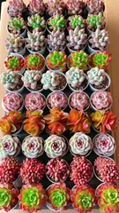 Z97×50鉢 多肉植物セット 土鉢付き 多肉植物 アエオニウム エケベリア サボテン 韓国苗