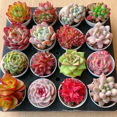 Z98×16鉢 多肉植物セット 抜き苗 多肉植物 アエオニウム エケベリア サボテン 韓国苗
