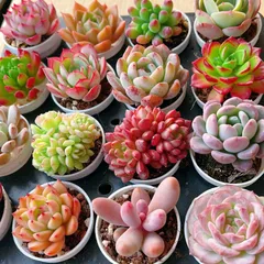 Z100×16鉢 多肉植物セット 抜き苗 多肉植物 アエオニウム エケベリア サボテン 韓国苗