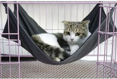 Item thumbnail for item c5241f47-7622-49a7-be26-c3ce28e4a098