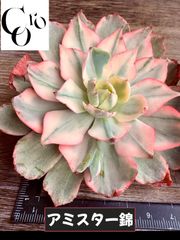 ☆多肉植物 バニラビズ錦 サイズ 韓国苗☆ - メルカリ