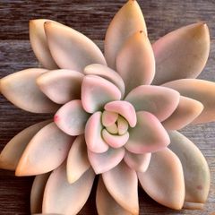 充実苗❣️☆多肉植物 フローレンス錦 エケベリア 韓国苗☆ - メルカリ