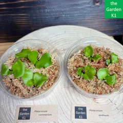 2026年最新】ビカクシダ マダガスカリエンセの人気アイテム - メルカリ