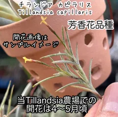 2026年最新】tillandsia capillarisの人気アイテム - メルカリ