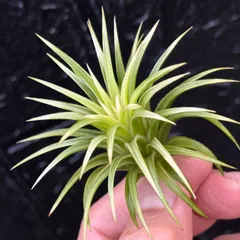 2026年最新】イオナンタ アルボの人気アイテム - メルカリ