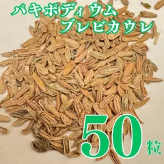 2026年最新】恵比寿笑い 種子の人気アイテム - メルカリ