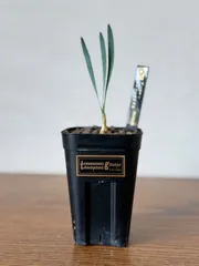 あ*ち様 ブーファンハエマンソイデス　発根済み　現地球 ブーファン ハエマンソイデス（発根済み）RF22149 | RAFLUM / ラフラム