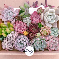 204 多肉植物寄せ植えセット