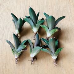 2069多肉植物 アガベ パリー トランカータ ライムストリーク 5株セット