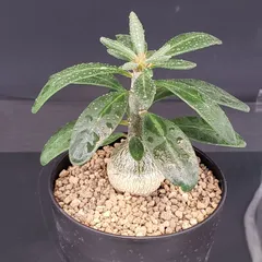 2026年最新】パキポディウムの人気アイテム - メルカリ