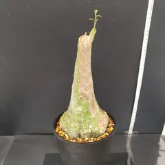 2026年最新】アデニア クリスタルグリーンの人気アイテム - メルカリ