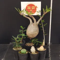 2026年最新】パキプス ベアルートの人気アイテム - メルカリ