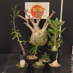 2026年最新】ベアルート グラキリスの人気アイテム - メルカリ