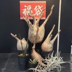 2026年最新】グラキリス ベアルートの人気アイテム - メルカリ