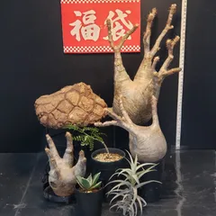 2026年最新】グラキリス ベアルートの人気アイテム - メルカリ