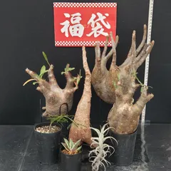 グラキリス ベアルート 現地球 ファイナルラストサマーセール品_4 2026年最新】グラキリス ベアルートの人気アイテム - メルカリ