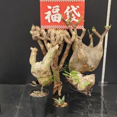 サマーセール グラキリス ベアルート 特大サイズ_2 サマーセール グラキリス ベアルート 特大サイズ_2 サマーセール