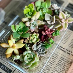 2026年最新】カット苗 多肉の人気アイテム - メルカリ