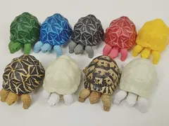 いきもの大図鑑 かめ 第1弾 インドホシガメ/ギリシャリクガメ/アルビノ カラフルver. 全9種 まとめ売り  中古 [MB-6435]