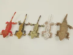 いきもの大図鑑 クレステッドゲッコー ノーマル パターンレス バイカラー ダルメシアン スミ入れver. アルマジロトカゲ 全5種 まとめ売り 中古 [MB-6440]